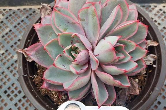 想要多肉长大,注意不要做这几点,肉肉不仅大状态也美4