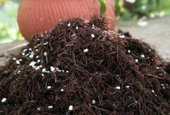 在家自制营养土,松软透气养分足,轻松养好各种花2