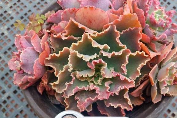 想要多肉长大,注意不要做这几点,肉肉不仅大状态也美5