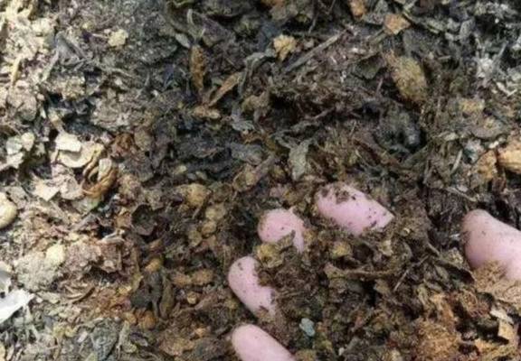 在家自制营养土,松软透气养分足,轻松养好各种花4