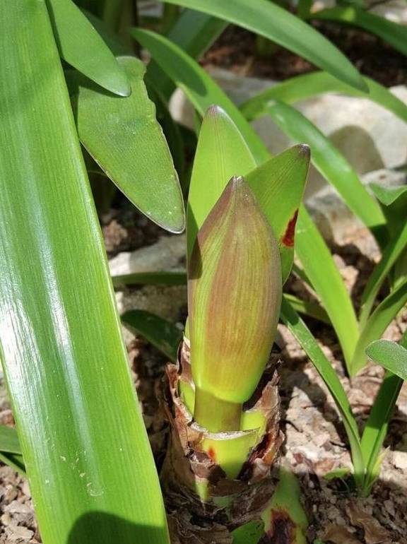 朱顶红要“拔箭”了,注意3个要点,让它顺利开大花1