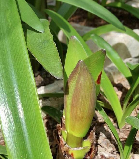 朱顶红要“拔箭”了,注意3个要点,让它顺利开大花2