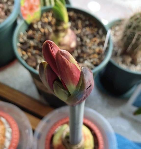 朱顶红要“拔箭”了,注意3个要点,让它顺利开大花3