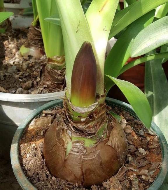 朱顶红要“拔箭”了,注意3个要点,让它顺利开大花4