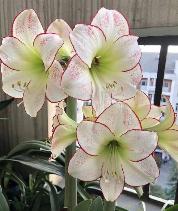 朱顶红要“拔箭”了,注意3个要点,让它顺利开大花5