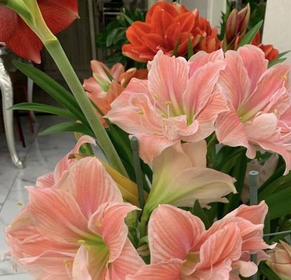 朱顶红要“拔箭”了,注意3个要点,让它顺利开大花6