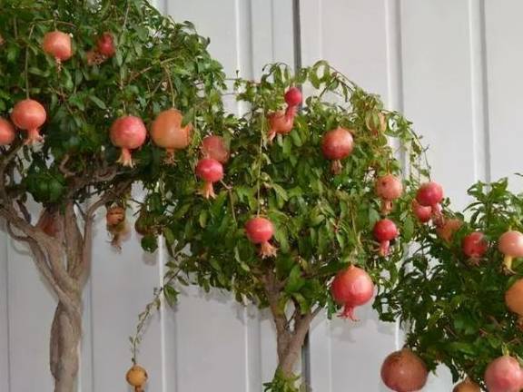 盆栽果树有哪些可以推荐?4种建议安排上,挂果多,好养护1