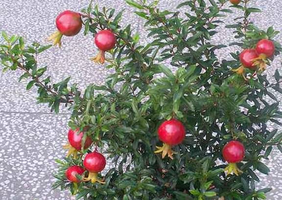 盆栽果树有哪些可以推荐?4种建议安排上,挂果多,好养护2