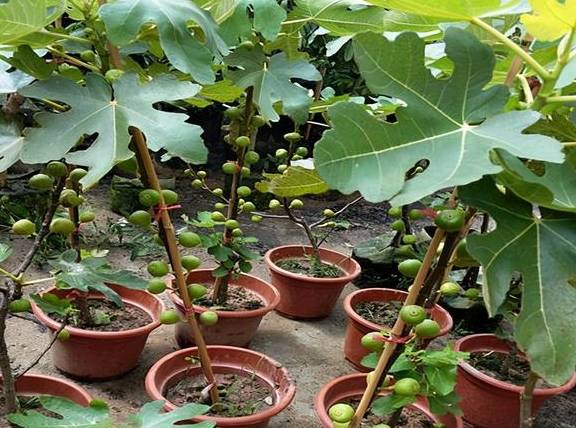 盆栽果树有哪些可以推荐?4种建议安排上,挂果多,好养护3