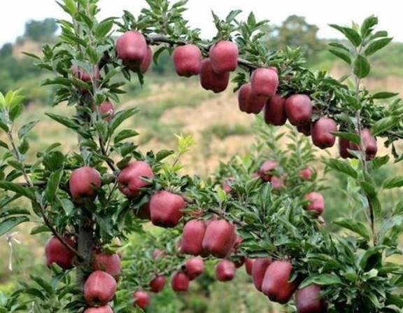 盆栽果树有哪些可以推荐?4种建议安排上,挂果多,好养护5