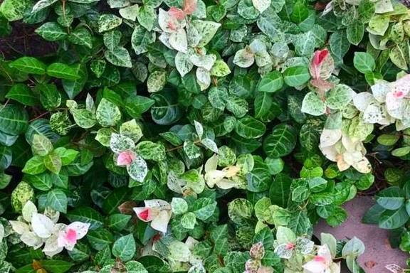 百闻不如一见，这5种植物很特别，一起欣赏吧1