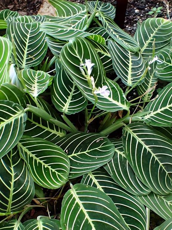 百闻不如一见，这5种植物很特别，一起欣赏吧2