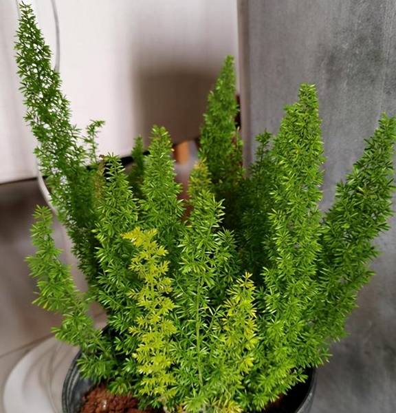 百闻不如一见，这5种植物很特别，一起欣赏吧3