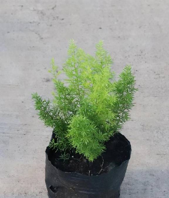 百闻不如一见，这5种植物很特别，一起欣赏吧4