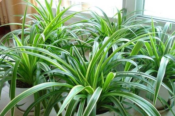 百闻不如一见，这5种植物很特别，一起欣赏吧5