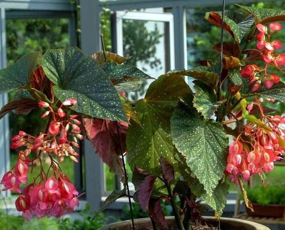 百闻不如一见，这5种植物很特别，一起欣赏吧6