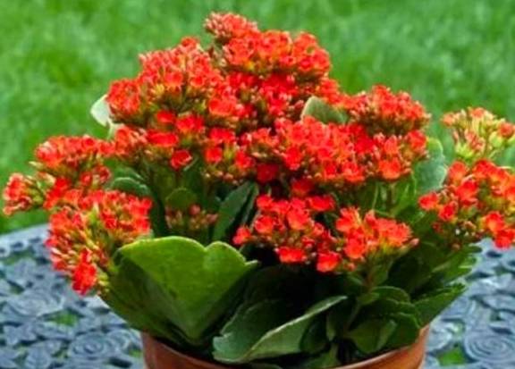 长寿花养护有“4大误区”,难怪只长叶子不开花,学会了花开爆盆1