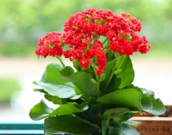 长寿花养护有“4大误区”,难怪只长叶子不开花,学会了花开爆盆2