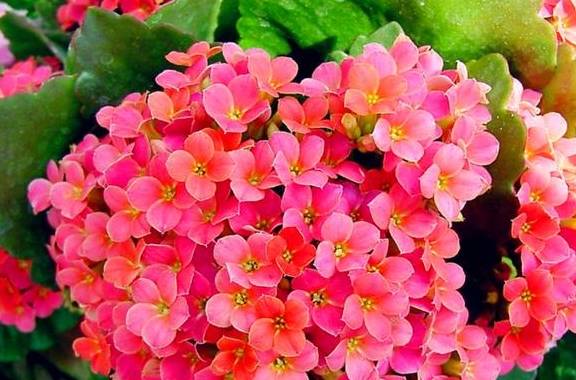 长寿花养护有“4大误区”,难怪只长叶子不开花,学会了花开爆盆3