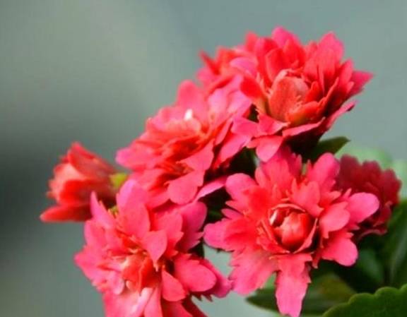 长寿花养护有“4大误区”,难怪只长叶子不开花,学会了花开爆盆4