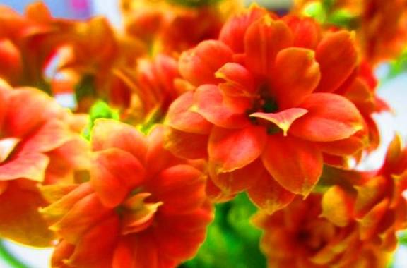 长寿花养护有“4大误区”,难怪只长叶子不开花,学会了花开爆盆5