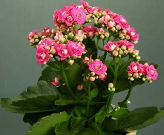 长寿花养护有“4大误区”,难怪只长叶子不开花,学会了花开爆盆6