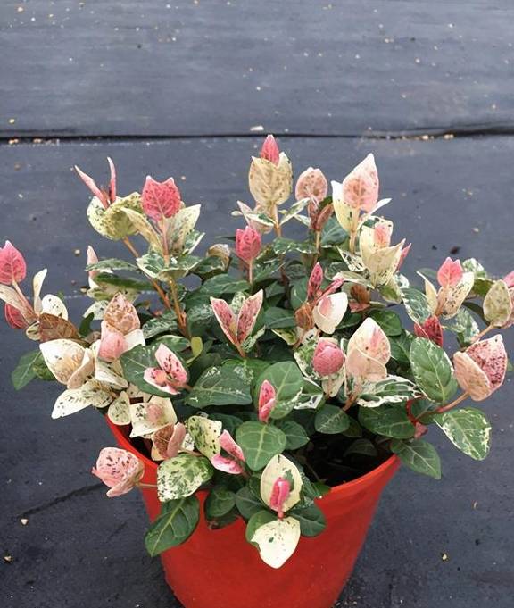 百闻不如一见，这5种植物很特别，一起欣赏吧7