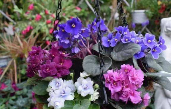 这5种花卉别往叶子上喷水,一喷就死翘翘1