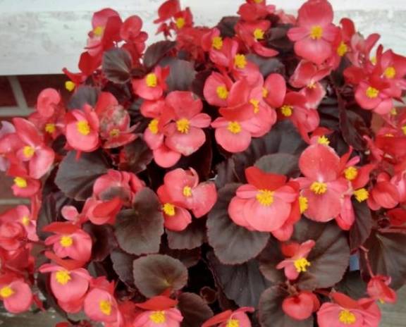 这5种花卉别往叶子上喷水,一喷就死翘翘2