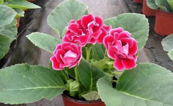 这5种花卉别往叶子上喷水,一喷就死翘翘3