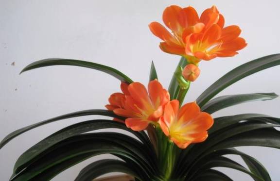 这5种花卉别往叶子上喷水,一喷就死翘翘4