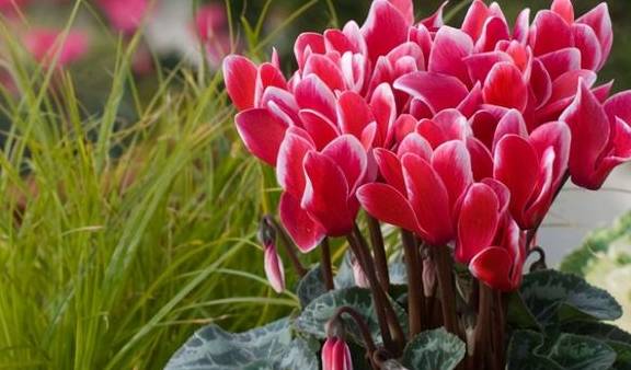 这5种花卉别往叶子上喷水,一喷就死翘翘5