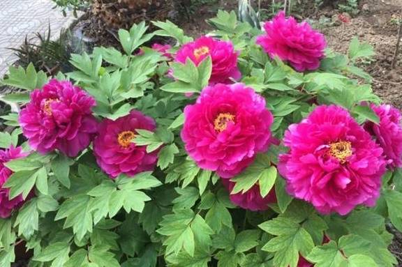 家里养盆“大脸”花，开花巨无霸，看着就喜庆1