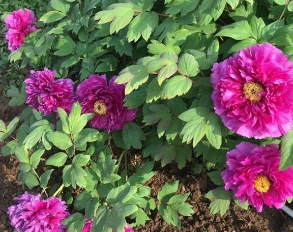 家里养盆“大脸”花，开花巨无霸，看着就喜庆2