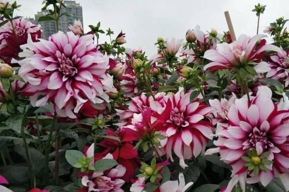 家里养盆“大脸”花，开花巨无霸，看着就喜庆3