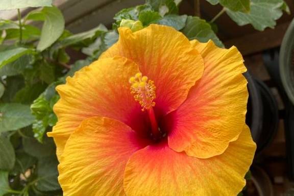 家里养盆“大脸”花，开花巨无霸，看着就喜庆9