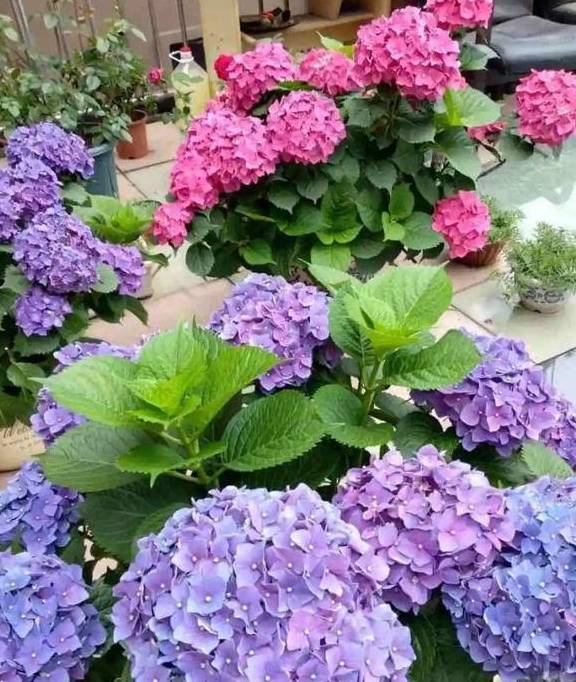 家里养盆“大脸”花，开花巨无霸，看着就喜庆15