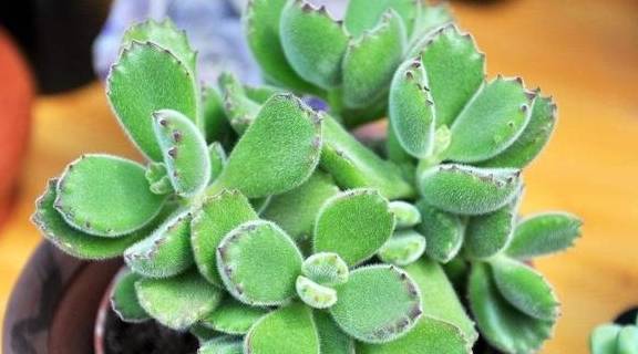 养好熊童子,关键有“2点”,叶子越长越多,又萌又美2