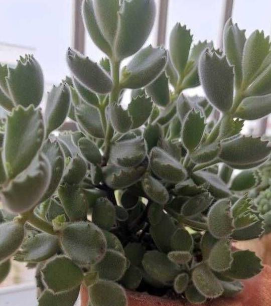 养好熊童子,关键有“2点”,叶子越长越多,又萌又美3