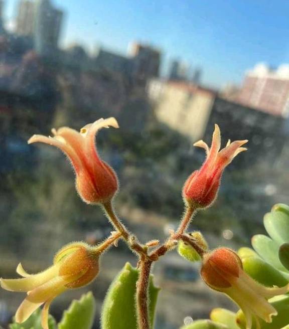 养好熊童子,关键有“2点”,叶子越长越多,又萌又美4