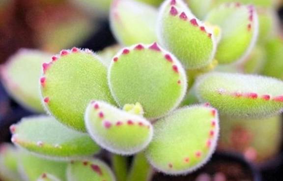 养好熊童子,关键有“2点”,叶子越长越多,又萌又美5