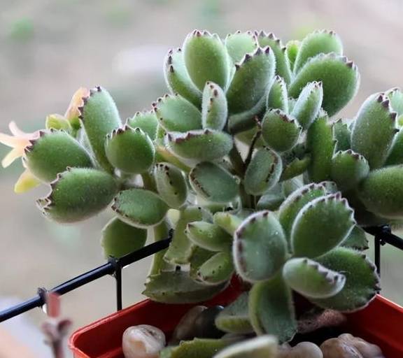 养好熊童子,关键有“2点”,叶子越长越多,又萌又美6