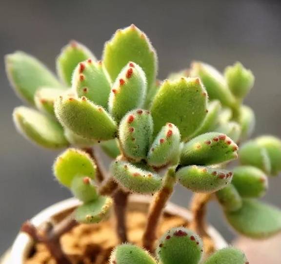 养好熊童子,关键有“2点”,叶子越长越多,又萌又美7