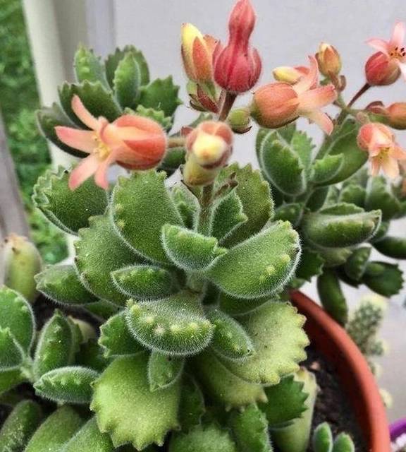 养好熊童子,关键有“2点”,叶子越长越多,又萌又美8