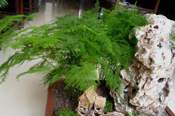 掌握“文竹”生长习性，春天长得快，枝叶翠绿茂密，黄叶难出现1