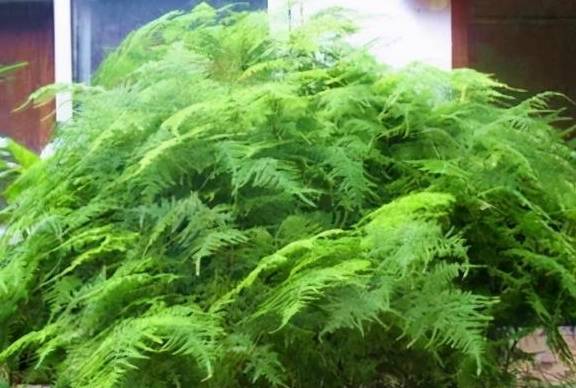 掌握“文竹”生长习性，春天长得快，枝叶翠绿茂密，黄叶难出现2