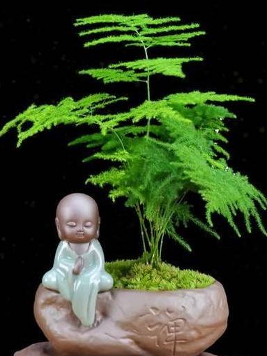 掌握“文竹”生长习性，春天长得快，枝叶翠绿茂密，黄叶难出现3