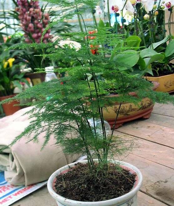 掌握“文竹”生长习性，春天长得快，枝叶翠绿茂密，黄叶难出现4