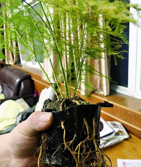 掌握“文竹”生长习性，春天长得快，枝叶翠绿茂密，黄叶难出现5