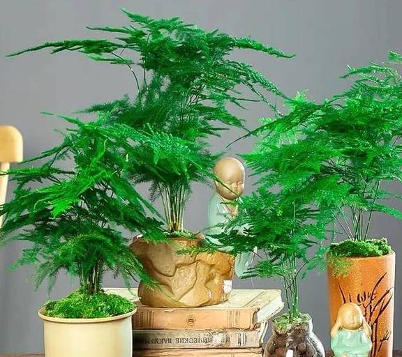 掌握“文竹”生长习性，春天长得快，枝叶翠绿茂密，黄叶难出现6